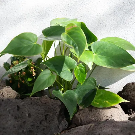 Garden Flat *